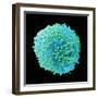 White Blood Cell-Steve Gschmeissner-Framed Premium Photographic Print