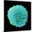 White Blood Cell-Steve Gschmeissner-Mounted Premium Photographic Print