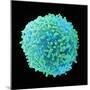 White Blood Cell-Steve Gschmeissner-Mounted Premium Photographic Print