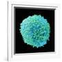 White Blood Cell-Steve Gschmeissner-Framed Photographic Print