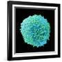 White Blood Cell-Steve Gschmeissner-Framed Photographic Print