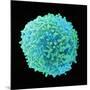 White Blood Cell-Steve Gschmeissner-Mounted Photographic Print