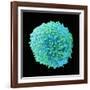 White Blood Cell-Steve Gschmeissner-Framed Photographic Print