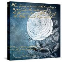 White Bloom 2-Kimberly Allen-Stretched Canvas