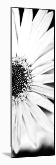 White Bloom I-Susan Bryant-Mounted Premium Photographic Print