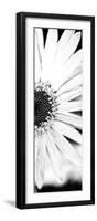 White Bloom I-Susan Bryant-Framed Photographic Print