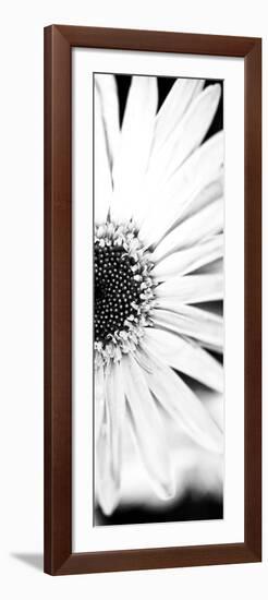 White Bloom I-Susan Bryant-Framed Photographic Print