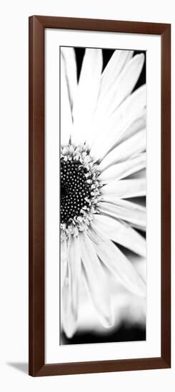 White Bloom I-Susan Bryant-Framed Photographic Print