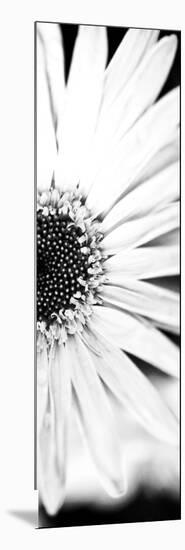 White Bloom I-Susan Bryant-Mounted Photographic Print