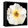 White Bloom I-Sandra Iafrate-Framed Stretched Canvas