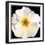 White Bloom I-Sandra Iafrate-Framed Art Print