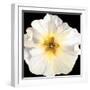 White Bloom I-Sandra Iafrate-Framed Art Print