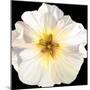 White Bloom I-Sandra Iafrate-Mounted Art Print