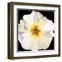 White Bloom I-Sandra Iafrate-Framed Art Print