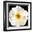 White Bloom I-Sandra Iafrate-Framed Art Print