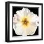 White Bloom I-Sandra Iafrate-Framed Art Print