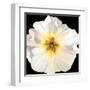 White Bloom I-Sandra Iafrate-Framed Art Print