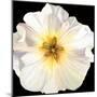 White Bloom I-Sandra Iafrate-Mounted Art Print