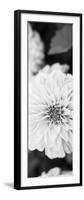 White Bloom II-Susan Bryant-Framed Photographic Print