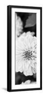 White Bloom II-Susan Bryant-Framed Photographic Print