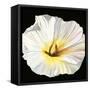 White Bloom II-Sandra Iafrate-Framed Stretched Canvas