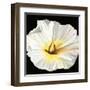 White Bloom II-Sandra Iafrate-Framed Art Print