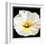 White Bloom II-Sandra Iafrate-Framed Art Print