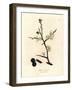 White Blossom and Blue Berries of the Sloe Tree, Prunus Spinosa-James Sowerby-Framed Giclee Print