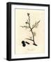 White Blossom and Blue Berries of the Sloe Tree, Prunus Spinosa-James Sowerby-Framed Giclee Print