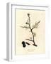 White Blossom and Blue Berries of the Sloe Tree, Prunus Spinosa-James Sowerby-Framed Giclee Print