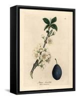 White Blossom and Fruit of the Plum or Prune Tree, Prunus Domestica-James Sowerby-Framed Stretched Canvas