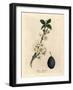 White Blossom and Fruit of the Plum or Prune Tree, Prunus Domestica-James Sowerby-Framed Giclee Print