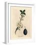 White Blossom and Fruit of the Plum or Prune Tree, Prunus Domestica-James Sowerby-Framed Giclee Print