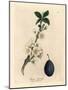 White Blossom and Fruit of the Plum or Prune Tree, Prunus Domestica-James Sowerby-Mounted Giclee Print