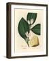 White Blossom and Ripe Fruit Segment of the Lemon Tree, Citrus Medica-James Sowerby-Framed Giclee Print