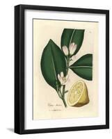 White Blossom and Ripe Fruit Segment of the Lemon Tree, Citrus Medica-James Sowerby-Framed Giclee Print