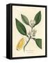 White Blossom and Ripe Fruit Segment of the Orange Tree, Citrus Aurantium-James Sowerby-Framed Stretched Canvas