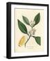 White Blossom and Ripe Fruit Segment of the Orange Tree, Citrus Aurantium-James Sowerby-Framed Giclee Print