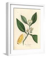 White Blossom and Ripe Fruit Segment of the Orange Tree, Citrus Aurantium-James Sowerby-Framed Giclee Print