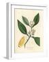 White Blossom and Ripe Fruit Segment of the Orange Tree, Citrus Aurantium-James Sowerby-Framed Giclee Print