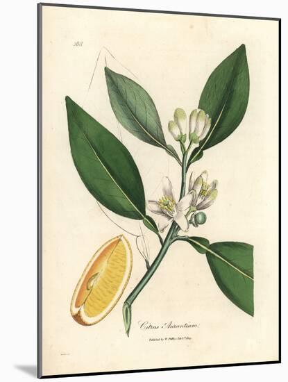 White Blossom and Ripe Fruit Segment of the Orange Tree, Citrus Aurantium-James Sowerby-Mounted Giclee Print