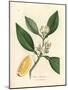 White Blossom and Ripe Fruit Segment of the Orange Tree, Citrus Aurantium-James Sowerby-Mounted Giclee Print