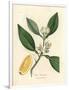 White Blossom and Ripe Fruit Segment of the Orange Tree, Citrus Aurantium-James Sowerby-Framed Giclee Print