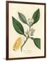 White Blossom and Ripe Fruit Segment of the Orange Tree, Citrus Aurantium-James Sowerby-Framed Giclee Print