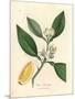 White Blossom and Ripe Fruit Segment of the Orange Tree, Citrus Aurantium-James Sowerby-Mounted Giclee Print