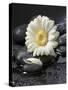 White Blossom on Black Stones-Uwe Merkel-Stretched Canvas