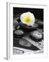 White Blossom on Black Stones-Uwe Merkel-Framed Photographic Print