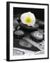 White Blossom on Black Stones-Uwe Merkel-Framed Photographic Print