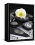 White Blossom on Black Stones-Uwe Merkel-Framed Stretched Canvas