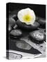 White Blossom on Black Stones-Uwe Merkel-Stretched Canvas